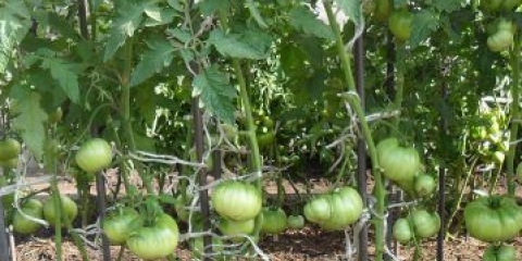 Paradajz irina f1: recenzije, fotografije, prinos